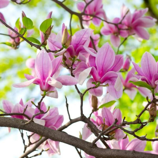 Magnolia 'George Henry Kern' P9/C1