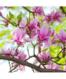 Magnolia 'George Henry Kern' P9/C1