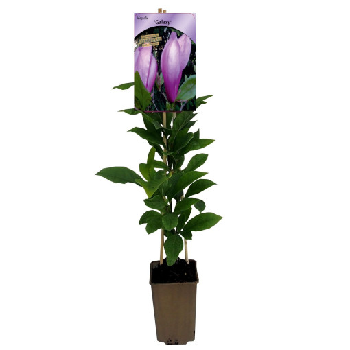 Magnolia 'Galaxy' P9/C1