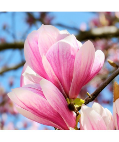 Magnolia 'Betty' P9/C1