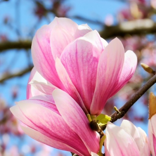 Magnolia 'Betty' P9/C1