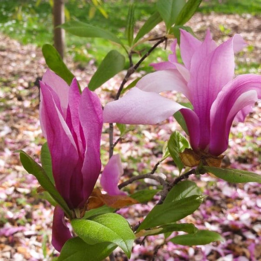 Magnolia 'Betty' P9/C1