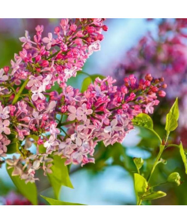 Lilas Syringa Reflexa pot, 2L