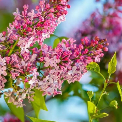 Lilas Syringa Reflexa pot, 2L