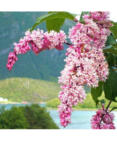 Lilas Syringa Reflexa P9/C1