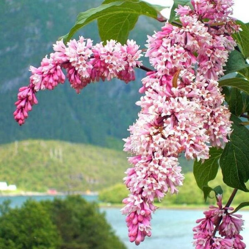 Lilas Syringa Reflexa P9/C1