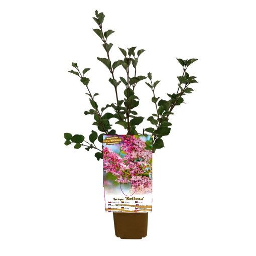 Lilas Syringa Reflexa P9/C1