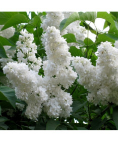 Lilas commun 'Mme Florent Stepman' P9/C1