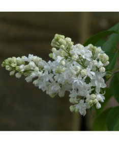 Lilac du Canada (Syringa) 'Agnes Smith' pot, 2L