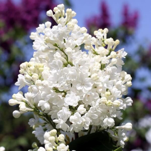 Lilac du Canada (Syringa) 'Agnes Smith' pot, 2L