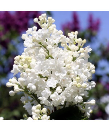 Lilas canadien (Syringa) 'Agnes Smith' P9/C1