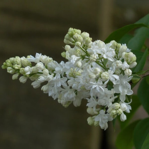 Lilas canadien (Syringa) 'Agnes Smith' P9/C1