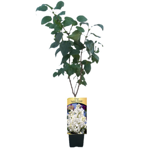 Lilas canadien (Syringa) 'Agnes Smith' P9/C1