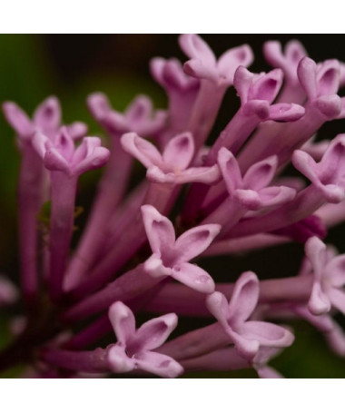 Lilas hongrois (Syringa) 'Josika' P9/C1
