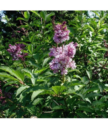 Lilas hongrois (Syringa) 'Josika' P9/C1