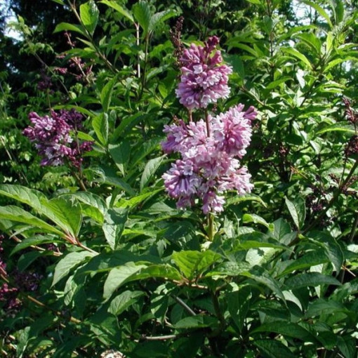 Lilas hongrois (Syringa) 'Josika' P9/C1