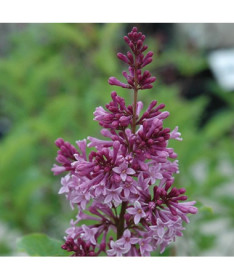 Lilas (Syringa) 'Royalty', pot, 2L