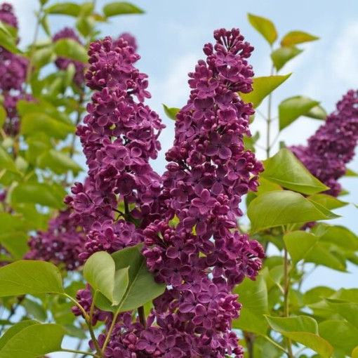 Lilas (Syringa) 'Royalty' P9/C1