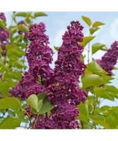 Lilas (Syringa) 'Royalty' P9/C1