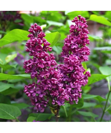 Lilas (Syringa) 'Royalty' P9/C1