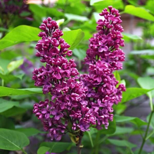 Lilas (Syringa) 'Royalty' P9/C1