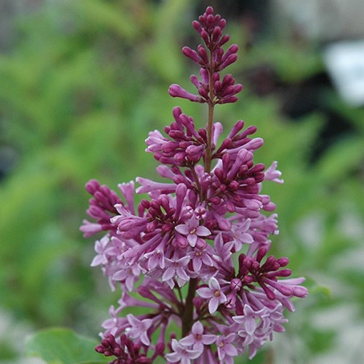 Lilas (Syringa) 'Royalty' P9/C1