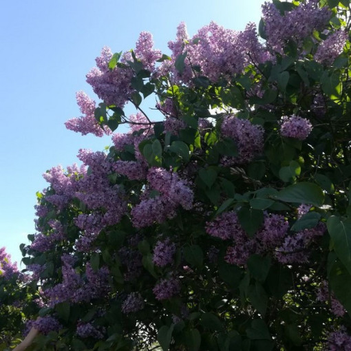 Lilas (Syringa) laciniata pot de 2L