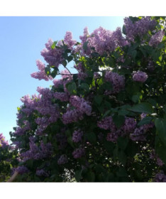 Lilas (Syringa) laciniata pot de 2L