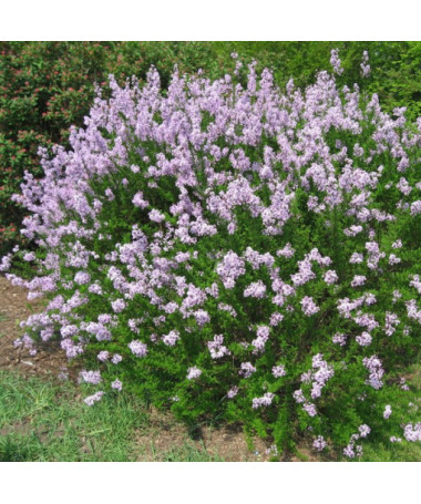 Lilas (Syringa) laciniata pot de 2L