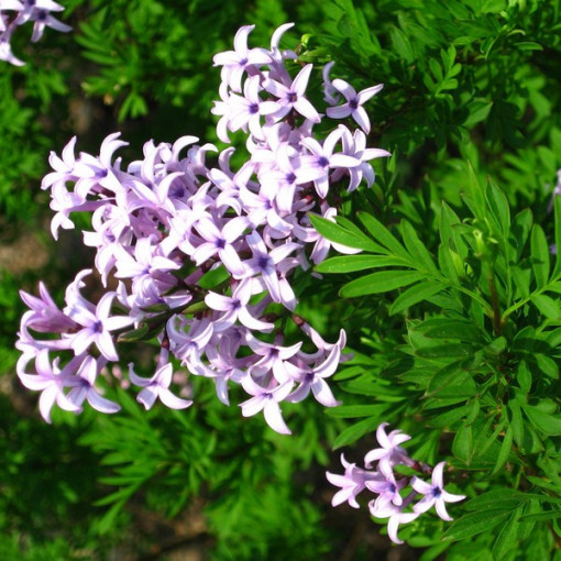 Lilas (Syringa) laciniata pot de 2L