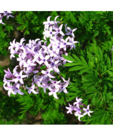 Lilas (Forsythia) Syringa laciniata P9/C1