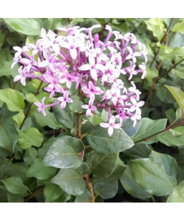 Lilas (Syringa) Red Pixie pot, 2L