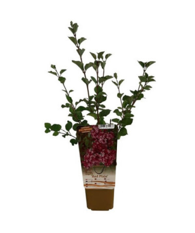 Lilas (Syringa) Red Pixie pot, 2L