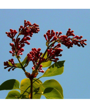 Lilas (Syringa) Red Pixie P9/C1