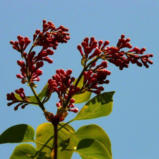 Lilas (Syringa) Red Pixie P9/C1