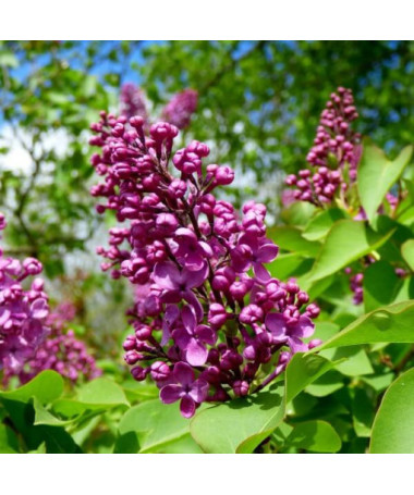 Lilas (Syringa) Prestony 'Elinor' En pot, 2L