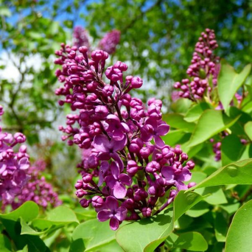 Lilas (Syringa) Prestony 'Elinor' En pot, 2L