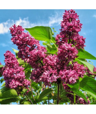 Lilas (Syringa) Prestony 'Elinor' En pot, 2L