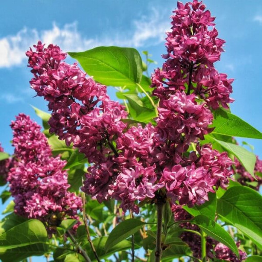 Lilas (Syringa) Prestony 'Elinor' En pot, 2L