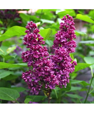 Lilas (Syringa) Prestony 'Elinor' P9/C1