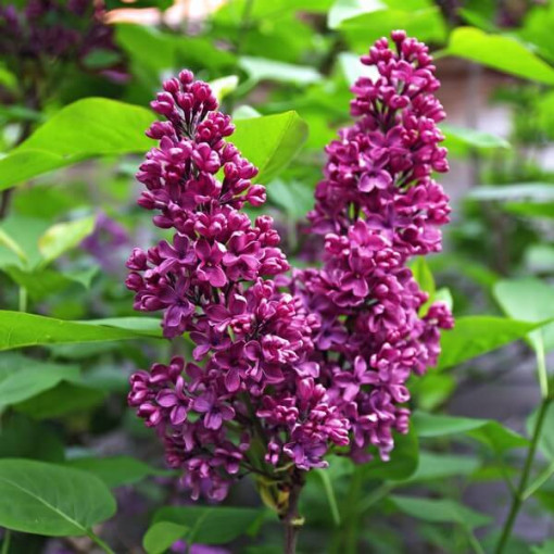 Lilas (Syringa) Prestony 'Elinor' P9/C1