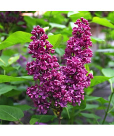 Lilas (Syringa) Prestony 'Elinor' P9/C1