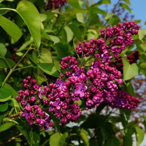 Lilas (Syringa) Prestony 'Elinor' P9/C1
