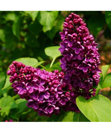 Lilas (Syringa) Commun 'Prince Wolkonsky' en pot, 2L