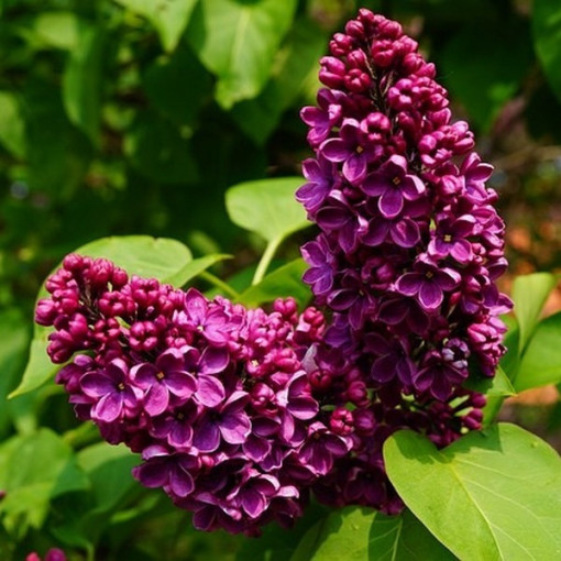 Lilas (Syringa) Commun 'Prince Wolkonsky' en pot, 2L