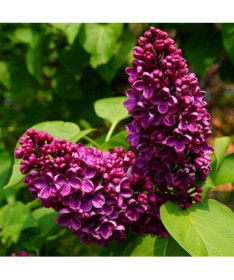 Lilas (Syringa) Commun 'Prince Wolkonsky' en pot, 2L