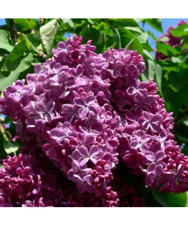 Lilas (Syringa) Commun 'Prince Wolkonsky' en pot, 2L