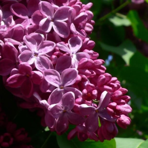 Lilas commun 'Prince Wolkonsky' P9/C1