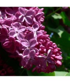 Lilas commun 'Prince Wolkonsky' P9/C1