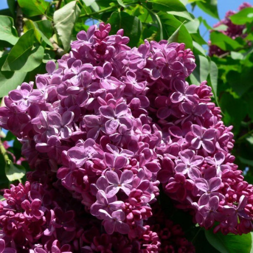 Lilas commun 'Prince Wolkonsky' P9/C1